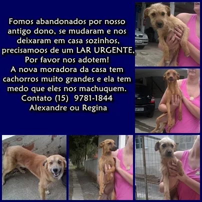 Cachorro ra a Indefinida idade 7 a 11 meses nome sem nome