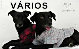 Cachorro raça Várias idade  nome Vários Patinhas de Rua