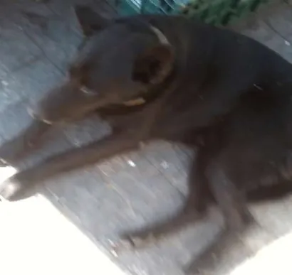 Cachorro raça  idade 3 anos nome Negão
