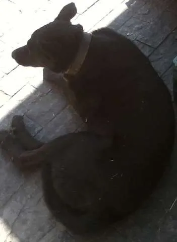 Cachorro ra a  idade 3 anos nome Negão