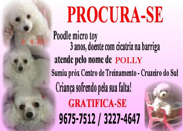 Cachorro ra a Poodle idade 3 anos nome POLLY GRATIFICA