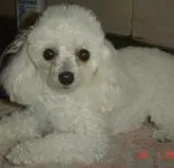 Cachorro ra a Poodle idade 3 anos nome POLLY GRATIFICA