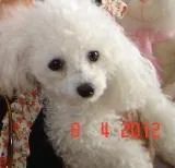 Cachorro ra a Poodle idade 3 anos nome POLLY GRATIFICA