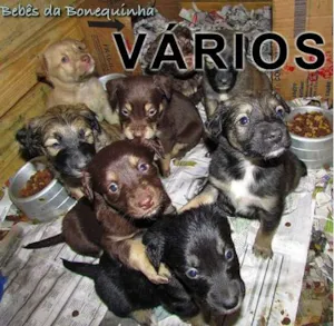 Cachorro raça Várias idade  nome Vários GAAR