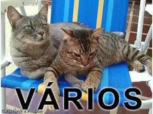 Gato raça Várias idade  nome Vários GAAR