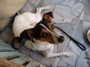Cachorro raça  idade 1 ano nome Adotado