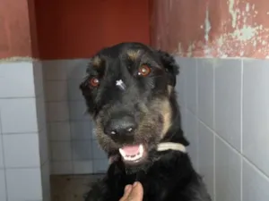 Cachorro raça SRD idade 3 anos nome Molly