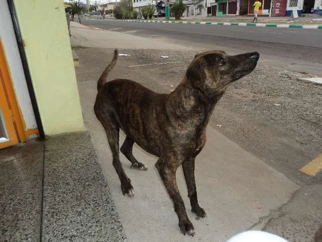 Cachorro ra a SRD idade 3 anos nome Tigrinho