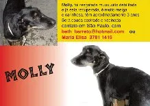 Cachorro raça SRD idade 2 anos nome Molly