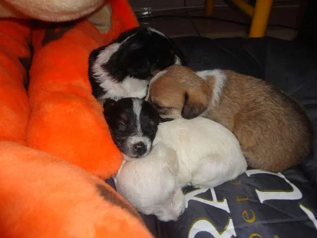 Cachorro ra a SRD idade Abaixo de 2 meses nome sem nomes
