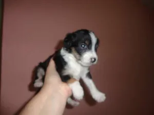 Cachorro raça SRD idade Abaixo de 2 meses nome sem nomes