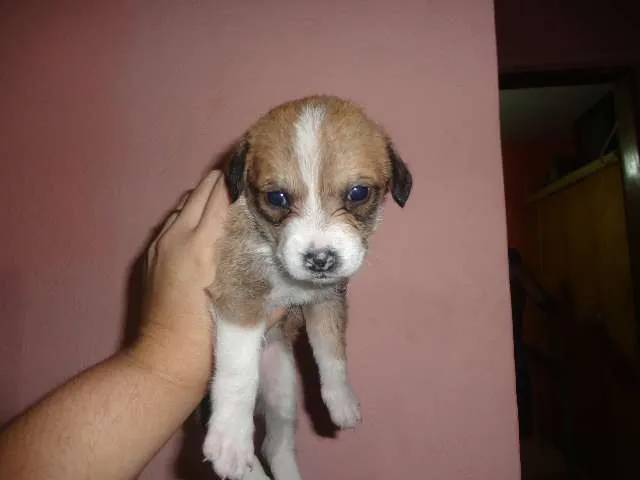 Cachorro ra a SRD idade Abaixo de 2 meses nome sem nomes