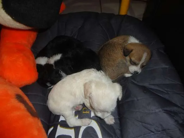 Cachorro ra a SRD idade Abaixo de 2 meses nome sem nomes