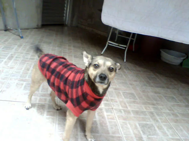 Cachorro ra a srd idade 3 anos nome billy