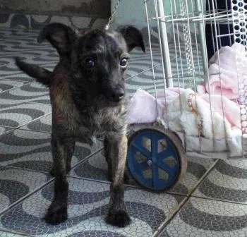Cachorro ra a SRD idade 2 anos nome Buldogue (SRD)
