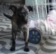 Buldogue (SRD)