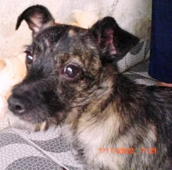 Cachorro ra a SRD idade 2 anos nome Buldogue (SRD)