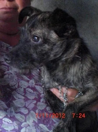 Cachorro ra a SRD idade 2 anos nome Buldogue (SRD)