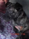 Buldogue (SRD)