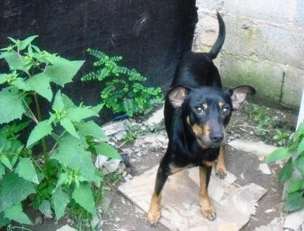 Cachorro ra a SRD idade 4 anos nome Chiquinho