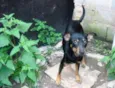 Chiquinho