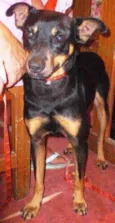 Chiquinho