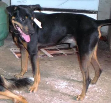 Cachorro ra a SRD idade 4 anos nome Chiquinho