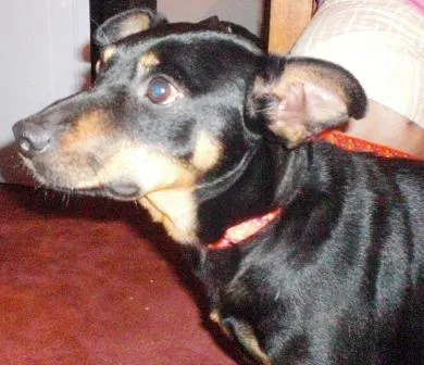 Cachorro ra a SRD idade 4 anos nome Chiquinho