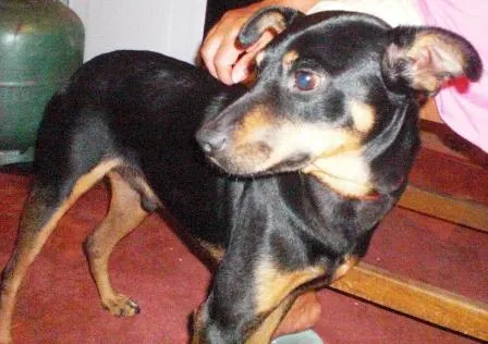 Cachorro ra a SRD idade 4 anos nome Chiquinho