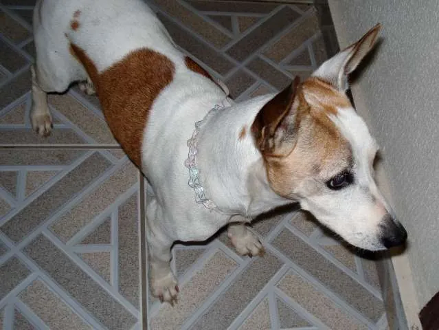 Cachorro ra a SRD idade 6 ou mais anos nome Lupita