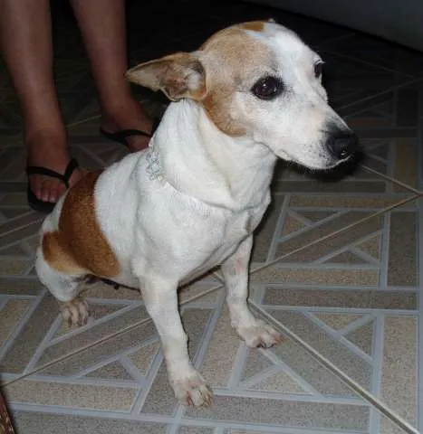 Cachorro ra a SRD idade 6 ou mais anos nome Lupita