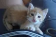 Fofuras