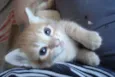 Fofuras