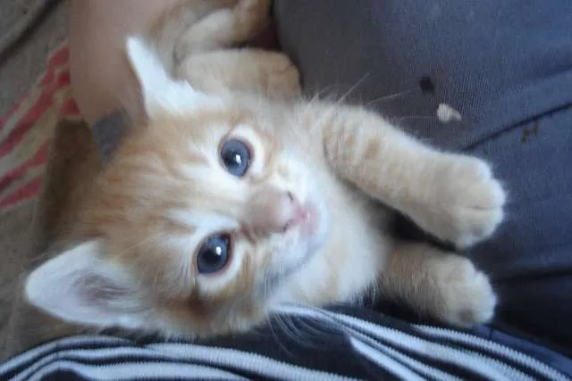 Gato raça Várias idade Abaixo de 2 meses nome Fofuras
