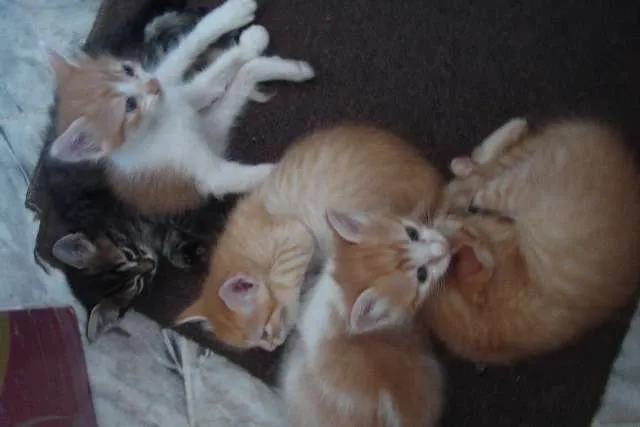 Gato raça Várias idade Abaixo de 2 meses nome Fofuras