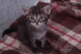 Fofuras