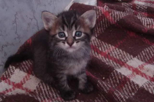 Gato raça Várias idade Abaixo de 2 meses nome Fofuras