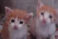 Fofuras