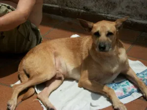 Cachorro raça SRD idade 6 ou mais anos nome Juca