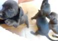 Anjinhos