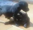 Anjinhos