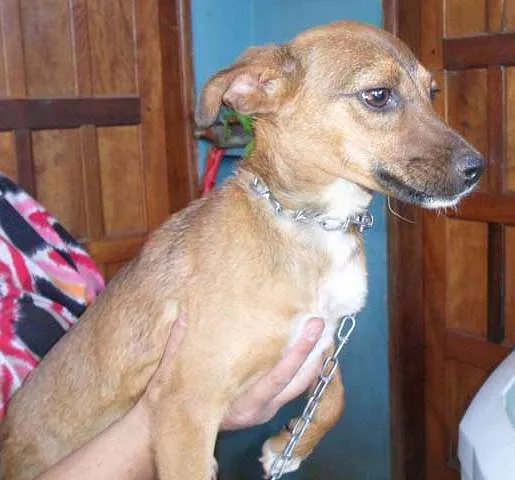 Cachorro ra a SRD idade  nome CÃO 1