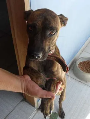 Cachorro raça SRD idade  nome CÂO 2