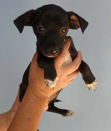 Cachorro ra a SRD idade  nome CÃO 3