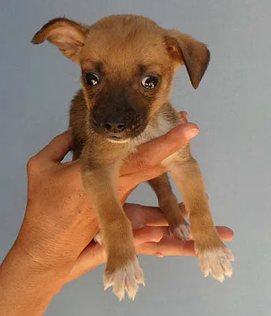 Cachorro ra a SRD idade  nome CÃO 4