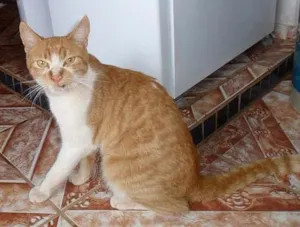 Gato raça SRD idade  nome GATO 2