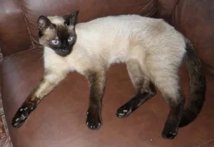 Gato raça SRD idade  nome GATO 3