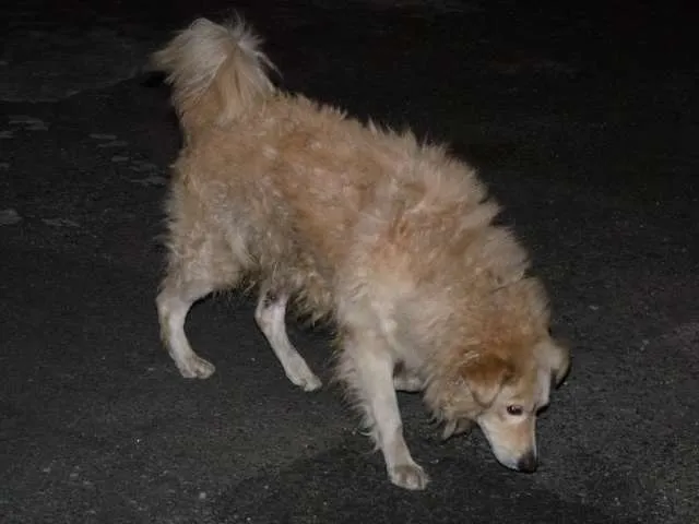 Cachorro ra a Indefinida idade 2 anos nome Sem Nome