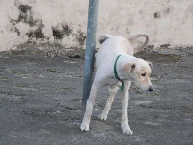 Cachorro ra a Indefinida idade 2 anos nome Sem Nome