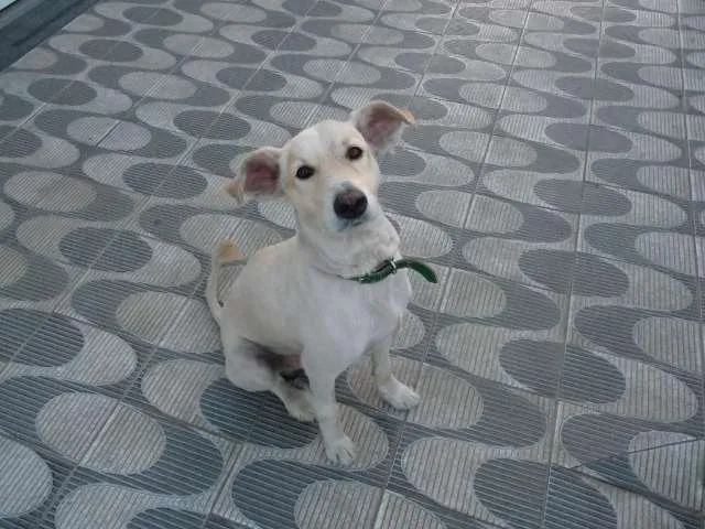 Cachorro ra a Indefinida idade 2 anos nome Sem Nome